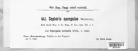 Septoria spergulae image
